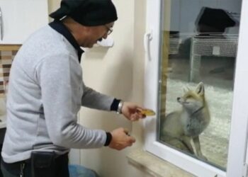 Şantiyeye gelen tilkileri elleriyle besliyor