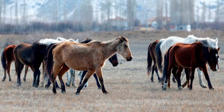 Sultan Sazlığı’na renk katan Yılkı atları kışın bölge halkınca besleniyor