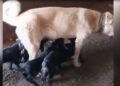 Oğlaklara annelik yapan çoban köpeği
