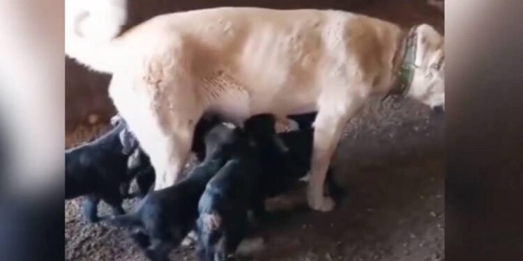 Oğlaklara annelik yapan çoban köpeği