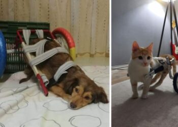 400’den fazla hayvan için yürüteç yaptı