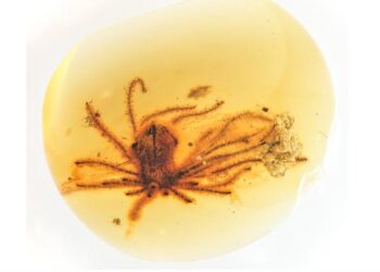 Dinozorların ayaklarının altında açtılar: 99 milyon yıllık çiçekler kehribarın içinde bulundu