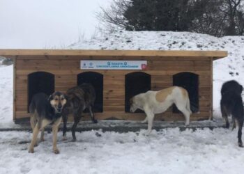 Zorlu kış günlerinde ormandaki köpekler için 100 adet kulübe yardımı