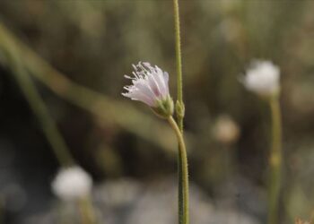 İzmir’de keşfedilen yeni bitki türü bilim dünyasına kazandırıldı