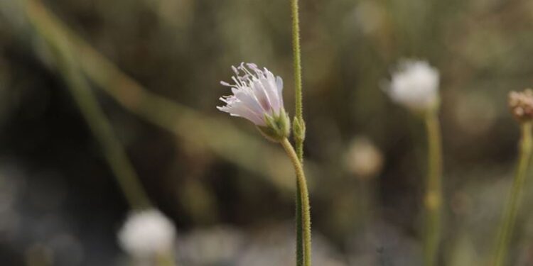 İzmir’de keşfedilen yeni bitki türü bilim dünyasına kazandırıldı