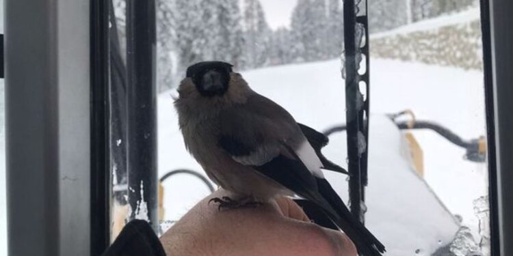 Donmak üzereyken bulup kurtardı