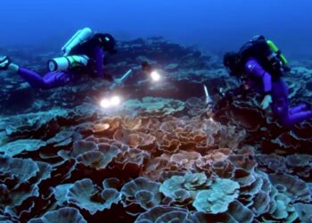 Tahiti açıklarında bozulmamış mercan resifi keşfedildi