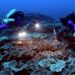 Tahiti açıklarında bozulmamış mercan resifi keşfedildi