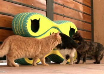 Mısır’da bir hayvansever mobil barınak üretti