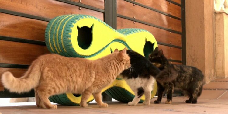 Mısır’da bir hayvansever mobil barınak üretti