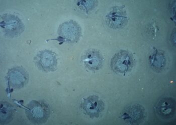 Antarktika’da “dünyanın en büyük balık üreme kolonisi” keşfedildi