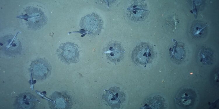 Antarktika’da “dünyanın en büyük balık üreme kolonisi” keşfedildi