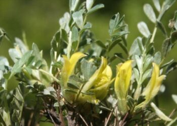 Kayseri’de keşfedilen geven türü literatüre girdi