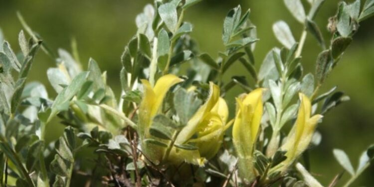 Kayseri’de keşfedilen geven türü literatüre girdi