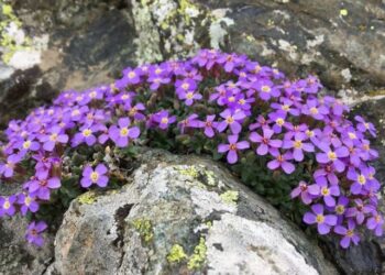 İlk kez Türkiye’de görüldü