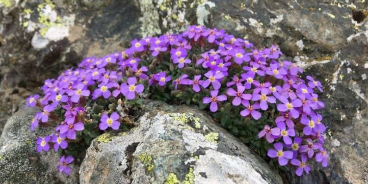 İlk kez Türkiye’de görüldü