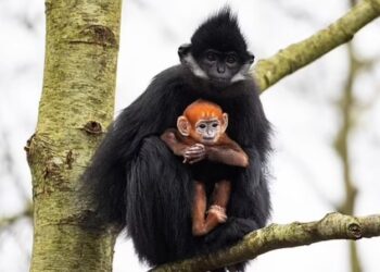 İrlanda’da bir vahşi yaşam parkında nesli tükenmekte olan bir “langur maymunu” doğdu