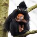 İrlanda’da bir vahşi yaşam parkında nesli tükenmekte olan bir “langur maymunu” doğdu