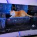 NASA’dan mesaj: Dünya’ya 31 milyon kilometre mesafeden kedi videosu gönderildi