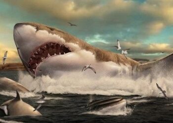 Bilim insanları dünyanın ilk korunmuş Megalodon dişini keşfetti