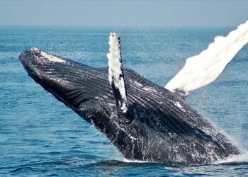 Bilim insanları bir balina ile 20 dakika süren iletişim kurduklarını açıkladı