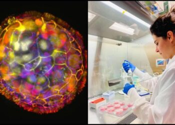 Türk bilim insanı da araştırma ekibinde: Canlı minik robot ‘anthrobot’ hasarlı dokuları iyileştirecek!