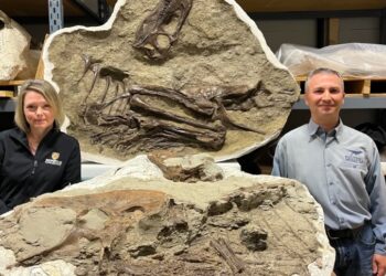 75 milyon yıl önceki yemek: Midesinde yediği son öğünle ilk dinozor fosili keşfedildi