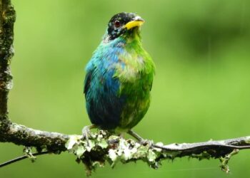 Kolombiya’da “yarısı erkek, yarısı dişi” olan mutant kuş fotoğraflandı