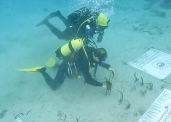 Göcek Körfezi’nde “denizlerin akciğeri” yenilendi