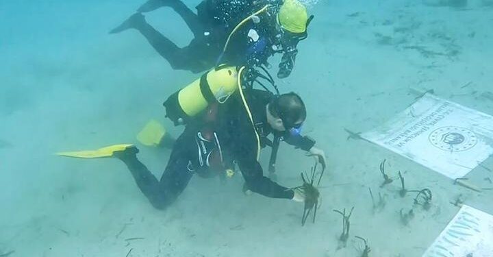 Göcek Körfezi’nde “denizlerin akciğeri” yenilendi