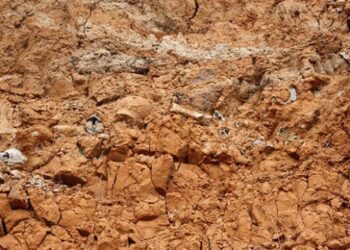 Denizli’de 8 farklı hayvan türüne ait fosil bulundu