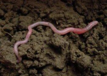 Solucanlar yılda 140 milyon tahıl üretimine katkıda bulunuyor