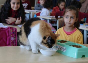 Kedi Boziş okulun maskotu oldu