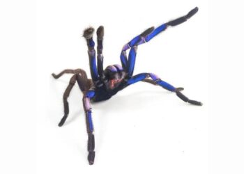 Yeni bir tarantula türü keşfedildi: Doğada nadir görülen mavi renge sahip!
