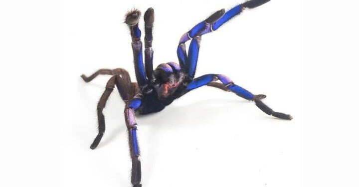Yeni bir tarantula türü keşfedildi: Doğada nadir görülen mavi renge sahip!