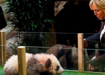 Fransa’da doğan ilk panda Yuan Meng’e uzun yol görevi: Neslini devam ettirecek