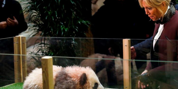 Fransa’da doğan ilk panda Yuan Meng’e uzun yol görevi: Neslini devam ettirecek