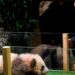 Fransa’da doğan ilk panda Yuan Meng’e uzun yol görevi: Neslini devam ettirecek