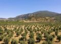 Muğla’da maden sahaları zeytin bahçesine dönüştü