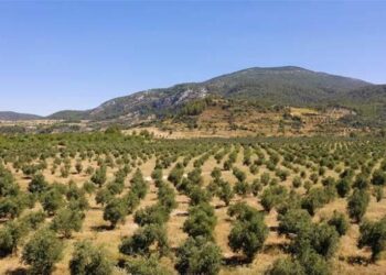 Muğla’da maden sahaları zeytin bahçesine dönüştü
