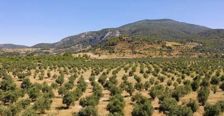 Muğla’da maden sahaları zeytin bahçesine dönüştü