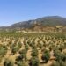 Muğla’da maden sahaları zeytin bahçesine dönüştü