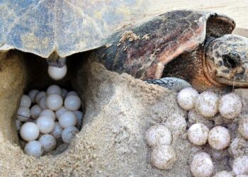 İztuzu Plajı’nda caretta yuva sayısı 700’e ulaştı