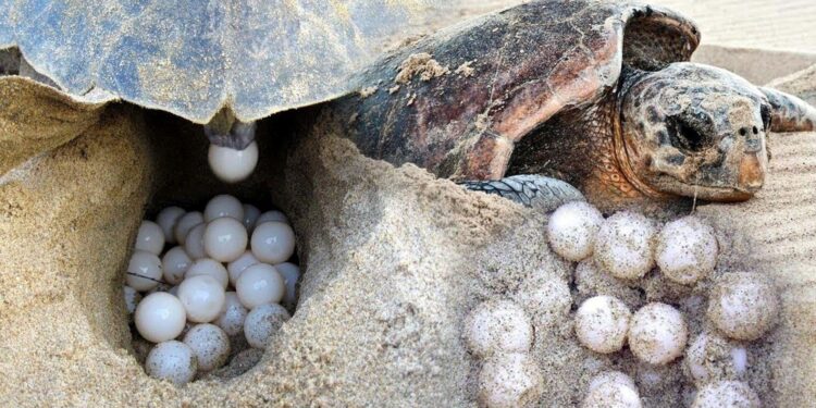 İztuzu Plajı’nda caretta yuva sayısı 700’e ulaştı