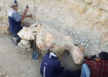 Şimdiye kadar yaşamış en ağır hayvanın fosili bulundu: 39 milyon yıllık