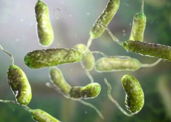 Sıtmayla mücadele edebilecek bakteri ‘şans eseri’ keşfedildi