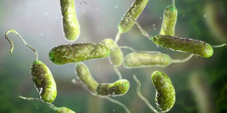 Sıtmayla mücadele edebilecek bakteri ‘şans eseri’ keşfedildi