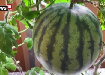 Antarktika’da karpuz yetiştirildi