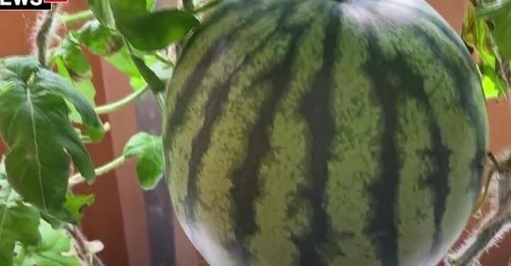 Antarktika’da karpuz yetiştirildi