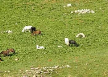 Munzur Dağları’ndaki yılkı atları doğal yaşam alanlarında görüntülendi